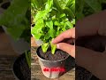 #usa #plantas #jardin #campomexicano #garden #colombia #peru #cultivo #mexico #argentina