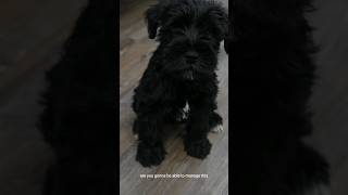 Schnauzer puppies are so CUTE