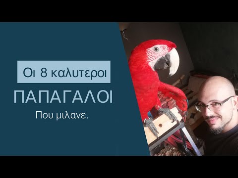 Βίντεο: Μιλάνε οι παπαγάλοι ντέρμπι;