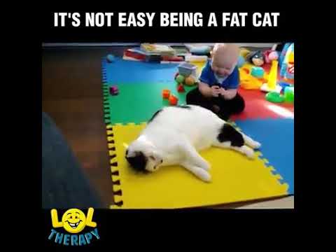 IT'S NOT EASY BEING A FAT CAT - YouTube