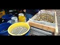 sorting bulk brass cases with shell sorter