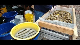 sorting bulk brass cases with shell sorter
