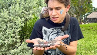 I CANT BELIEVE THIS HAPPENED To THE BABY LIZARDS…