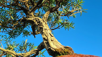 Bottle brush bonsai and an environmental D and M, Australian native bonsai,  Aussie Bonsai Bloke