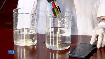 Oxygen Consumption in Fish and Effect of Temperature | Physiology (Practical) | ZOO519P_Lecture09