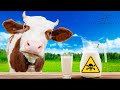¿Por qué es MALA la leche de Vaca? ☠️ [Osteoporosis | Osteopenia | Artrosis]