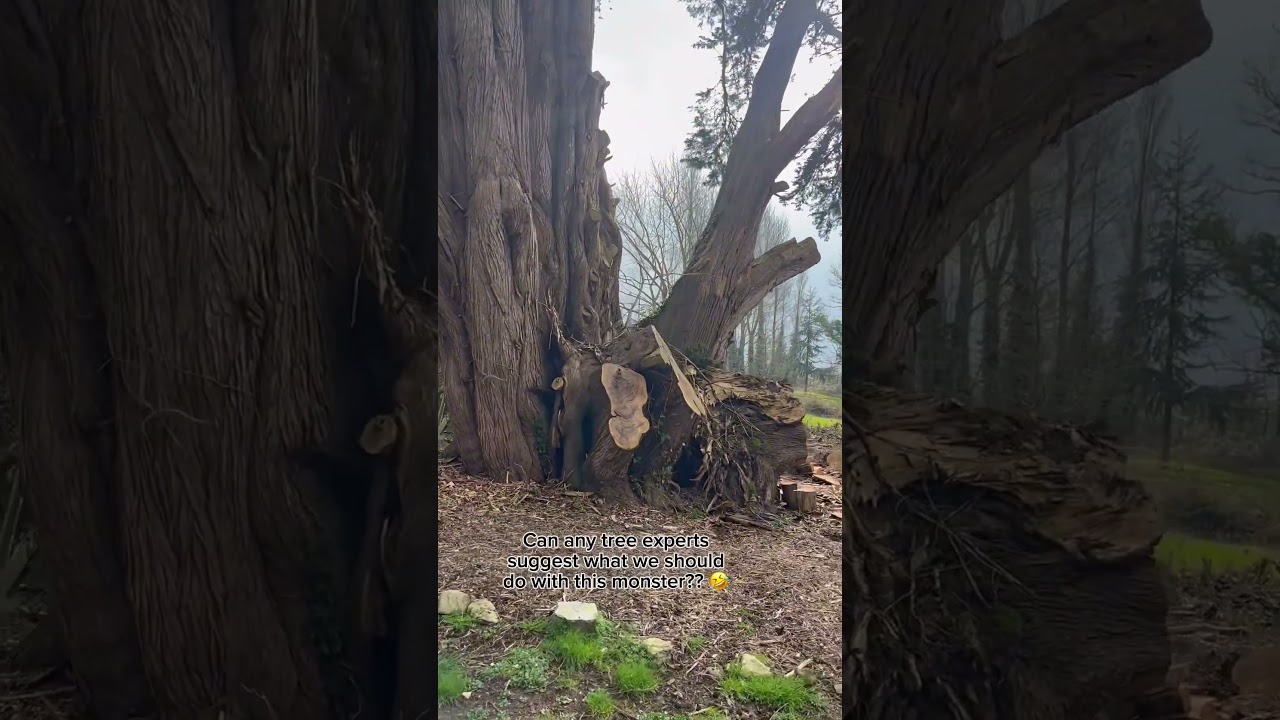 Any clever ideas for a bit of tree surgery?? 