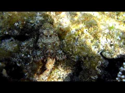 Tassled scorpionfish. Red Sea 2010-11 m2t