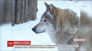 На Житомирщині селяни страждають від зграй вовків