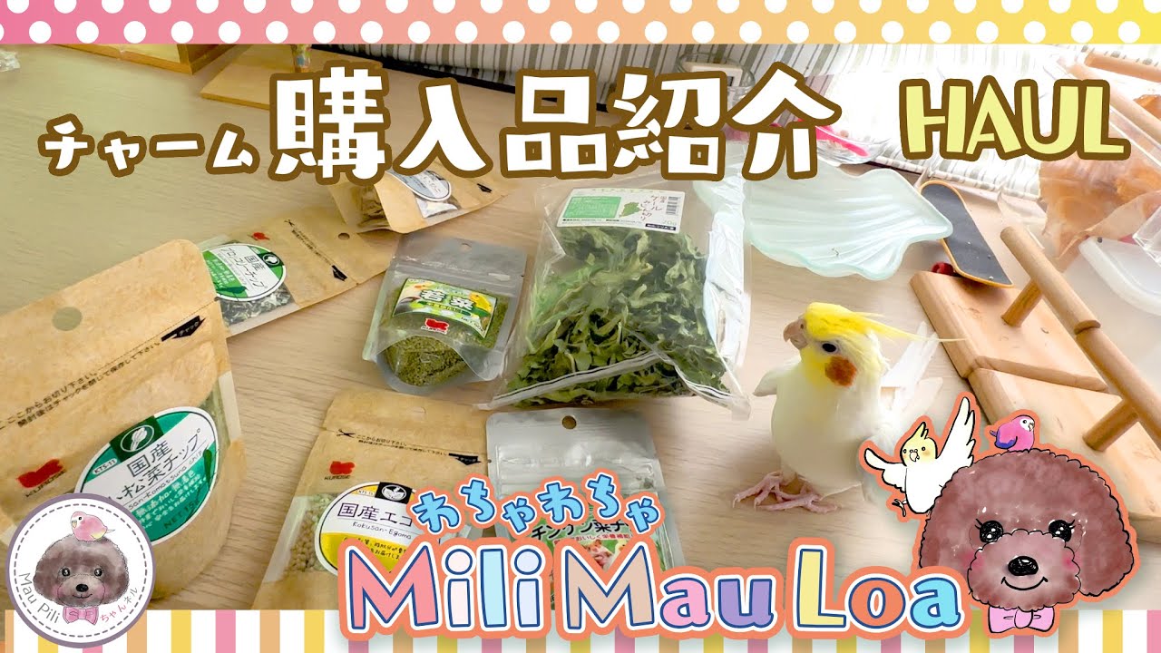 【オカメインコのLoaさんが紹介するよ！】チャーム購入品紹介 【HAUL】