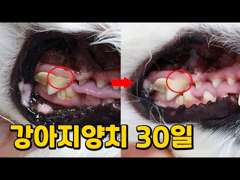 강아지양치 꼭 해줘야하는 이유 (30일 양치결과)