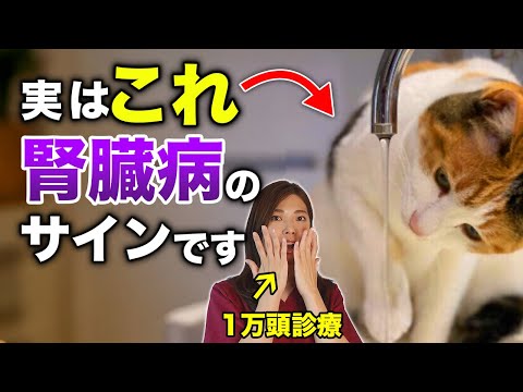 猫の腎臓感染症、本当は怖い病気なんです。症状を見逃さないで