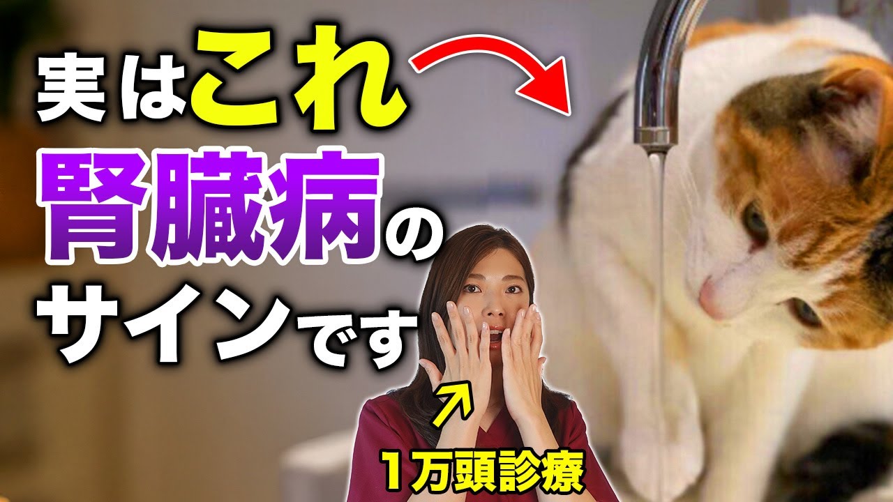 【見逃すと危険】慢性腎臓病の猫が“最初に見せる20のSOSサイン