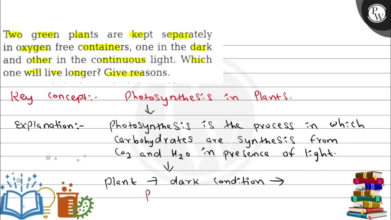 two-green-plants-are-kept-separately-in-oxygen-free-containers-one-in