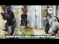 Tayari launches a water attack, but D'jeeco escapes just in time 😂💦塔莉發動潑水攻擊，迪亞哥及時閃開#gorilla