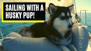 Sailing with a Husky... The Koda Compilation!