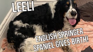 We did not expect this! English Springer Spaniel gives birth. by Good Honest Living 743 views 1 month ago 11 minutes