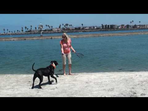 Dog Beach with Holmes the Jack Russell Terrier. Part 1