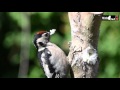Woodpecker Pole