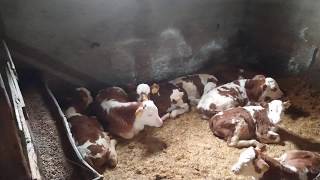 Buzağı Bakım Ve Beslenme