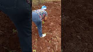 planting vegetables to feed family