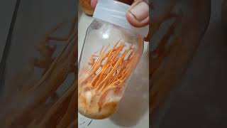The Best Quality Cordyceps Mushroom Tissue Culture Is Now Available Call / WhatsApp +91-9920855304