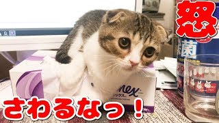 ティッシュの守護神な子猫【スコティッシュフォールド】