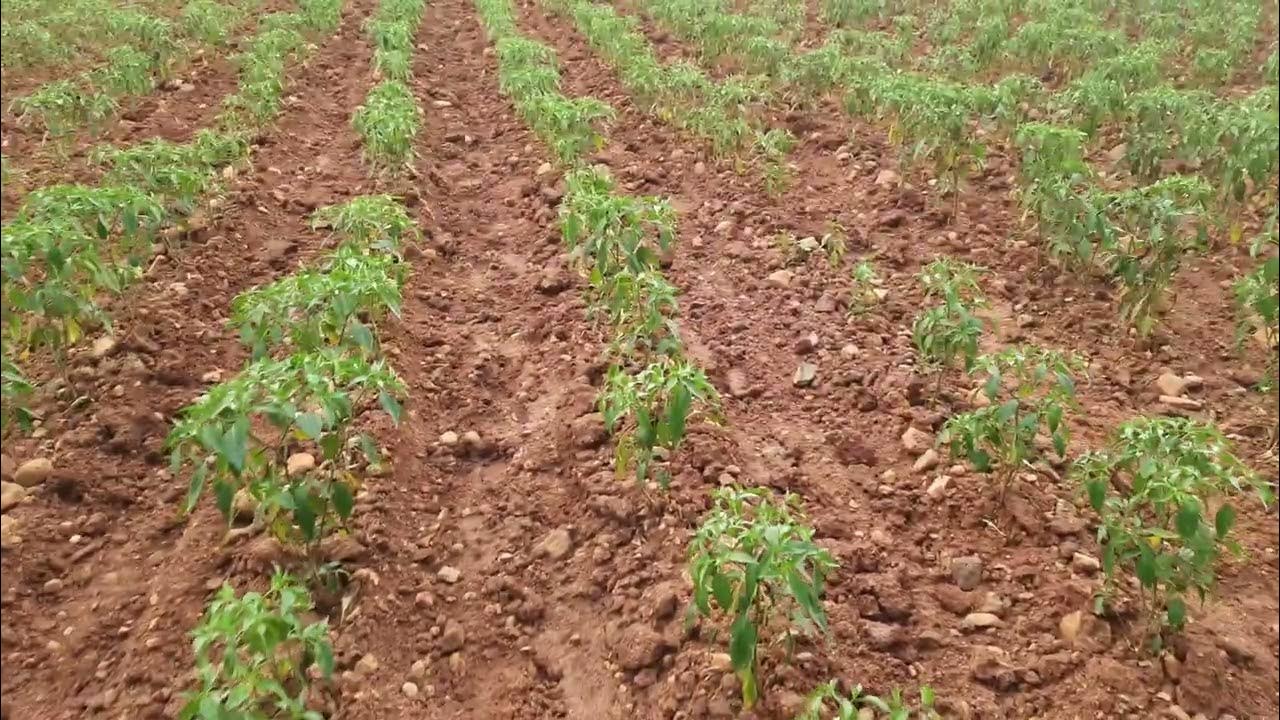 Before using drip irrigation red chilli farming tour best profitable