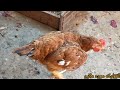 الفراخ الساسو بتبيض علي عمر كام شهر وبتاكل اكل البيت دوره الفراخ الساسو 