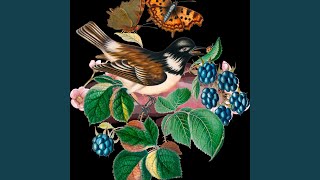 Burung Srigunting Abu Abu