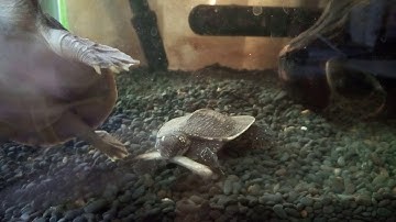Feeding time of softshell turtles