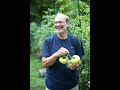 Epic Tomatoes from Your Gardens – some stories, history, and tips & tricks for success
