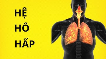 Khám Phá Hệ Hô Hấp l Sức Khỏe Hiện Đại