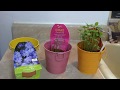 How to Grow Flowers From a Grow Kit- Review
