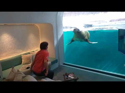 Pairi Daiza resort - walrus room