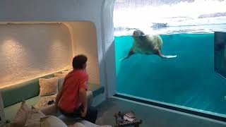 Pairi Daiza Resort  Walrus Room
