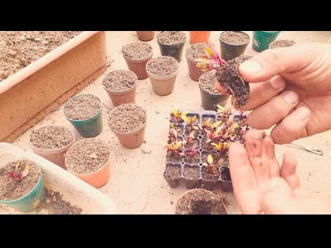 Video: ¿Puedes empezar a cultivar semillas de remolacha en interiores?