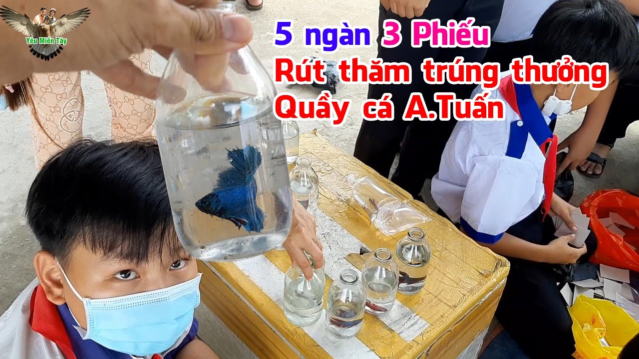 Quay lại trường học bán cá lia thia ngày đầu, anh Tuấn... - youtube