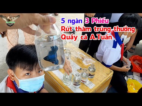 Video Quay lại trường học bán cá lia thia ngày đầu, anh Tuấn... - youtube