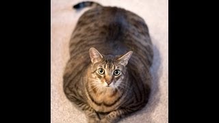 Tiger the 35 pound cat adopted at Cat Depot