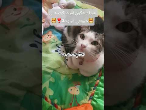 هاني وصلت دار وشكون لقيت الصنيورة حبيبتي مينوشة كتسناني مقادني فرحة الله يفرحكم تنتومة اكسبلور