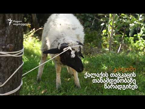 ცხვარი − მერად!