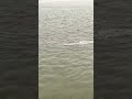 Live highlight