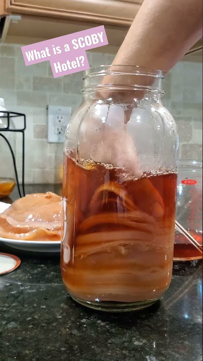 What is a SCOBY Hotel? #kombucha #scobyhotel #scoby