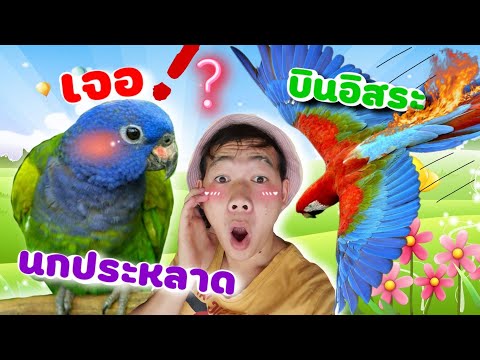 เจอนกแก้วประหลาดบินอิสระ Parrot Free Flight นกแปลกเต็มท้องฟ้า