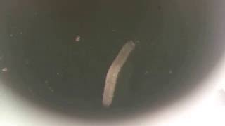 IMG 5577