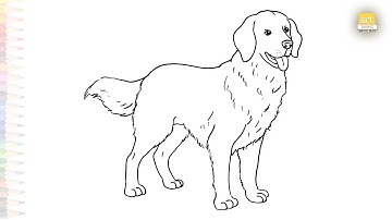 Golden Retriever drawing sketches | Dog drawing tutorial | How to draw Golden Retriever step by step