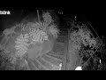 Mountain lions spotted near Monte Rio home