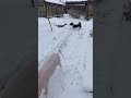Забавные животные.
