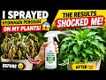 I Sprayed My Plants With Hydrogen Peroxide — The Results Shocked Me 🌿